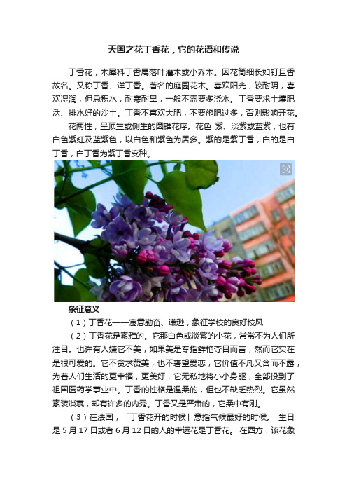 天国之花丁香花，它的花语和传说