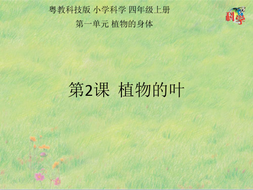 《植物的叶》PPT教学课件粤教版小学1