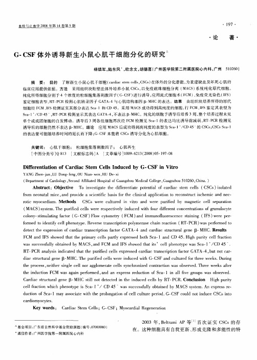 G-CSF体外诱导新生小鼠心肌干细胞分化的研究