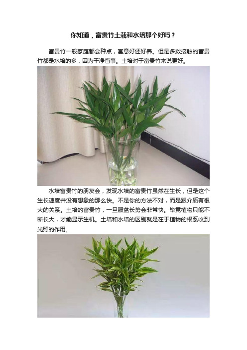 你知道，富贵竹土栽和水培那个好吗？