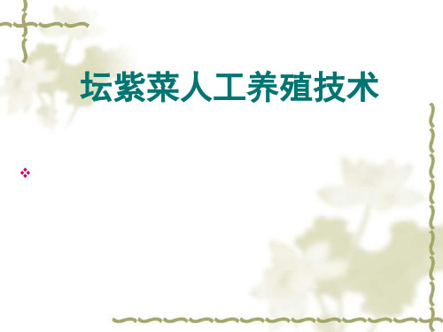 坛紫菜人工养殖技