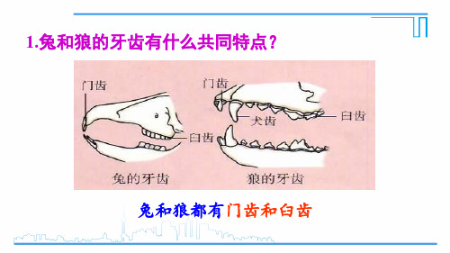 第七节 哺乳动物2