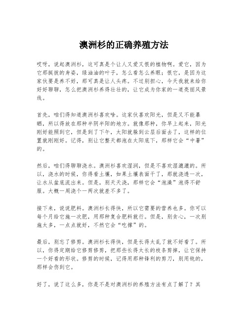 澳洲杉的正确养殖方法