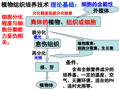 2020-2021学年高二生物选修三课件(新)：2.1.2 植物细胞工程的实际应用