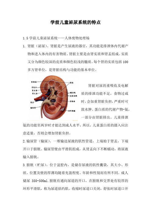 学前儿童泌尿系统的特点