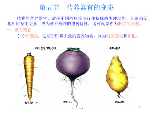 植物器官的变态ppt课件