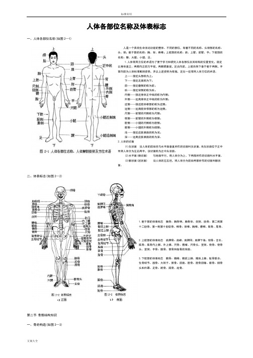 人体各部位名称及体表标志