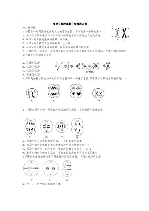 有丝分裂和减数分裂精选习题