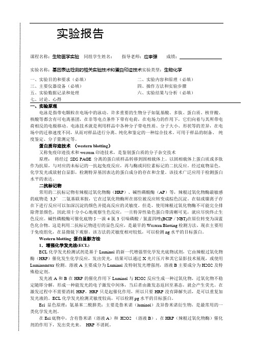 CC-基因表达检测的相关实验技术和蛋白印迹技术实验报告