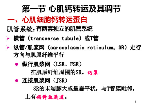 最新2008研究生循环生理2：心肌细胞钙信号和ECC-PPT文档