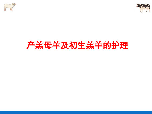 羊的饲养管理—产羔母羊及初生羔羊护理