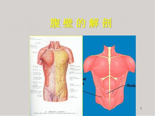 解剖(腹壁)医学PPT课件