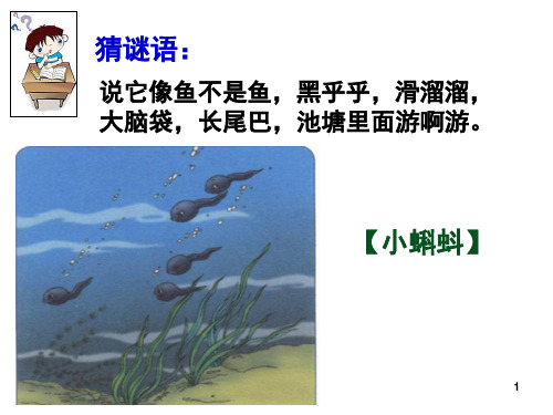《小蝌蚪找妈妈》精美公开课(课堂PPT)