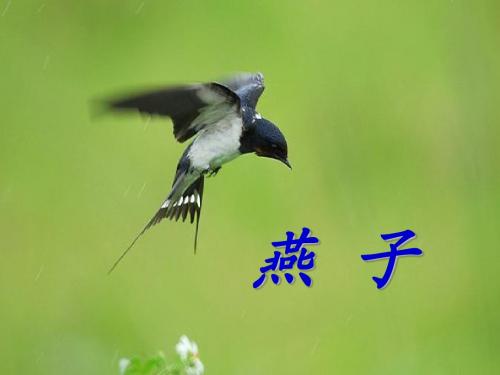 3、燕子(2)
