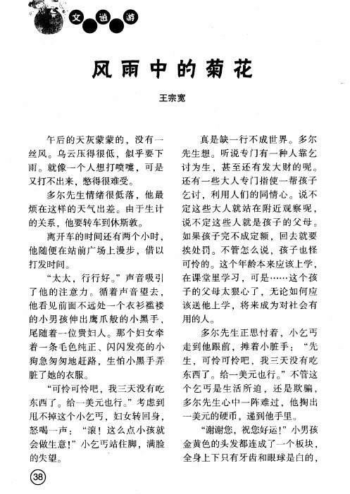 风雨中的菊花