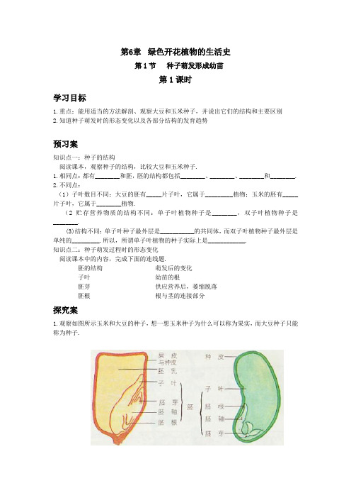 绿色开花植物的生活史