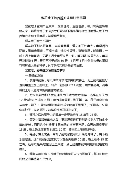 紫花地丁的养殖方法和注意事项