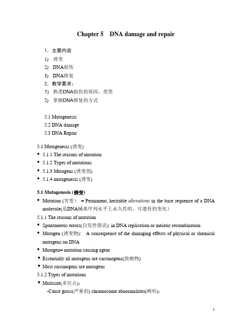 第5章 DNA损伤和修复