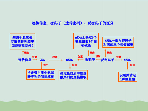 遗传信息、密码子(遗传密码)、反密码子的区分