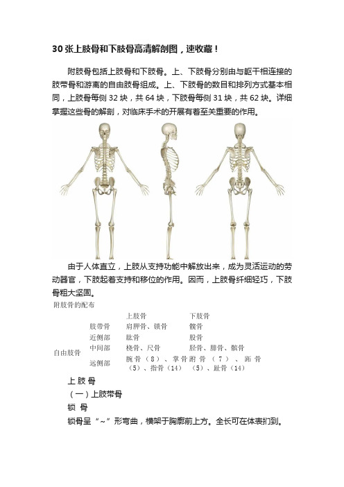 30张上肢骨和下肢骨高清解剖图，速收藏！