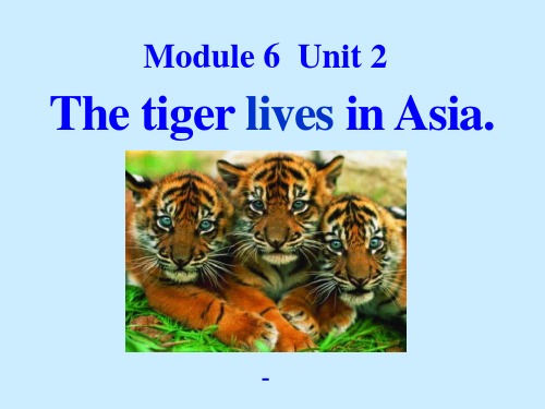 202X秋外研版七上Unit2《The tiger lives in Asia》ppt课件