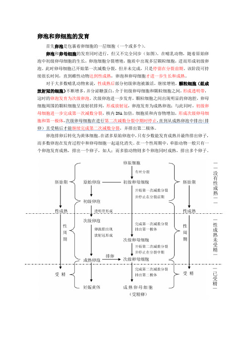 对卵泡和卵细胞发育的理解