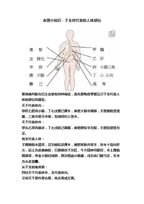 命理小知识：干支所代表的人体部位