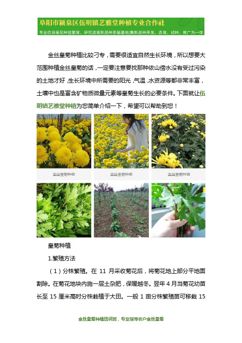 金丝皇菊种植