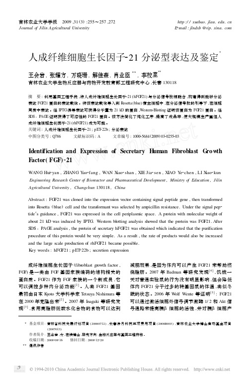 人成纤维细胞生长因子_21分泌型表达及鉴定