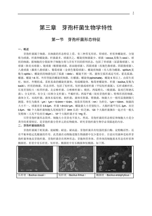 芽孢杆菌生物学特性 精品