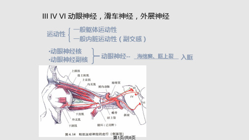 动眼神经滑车及外展神经PPT课件