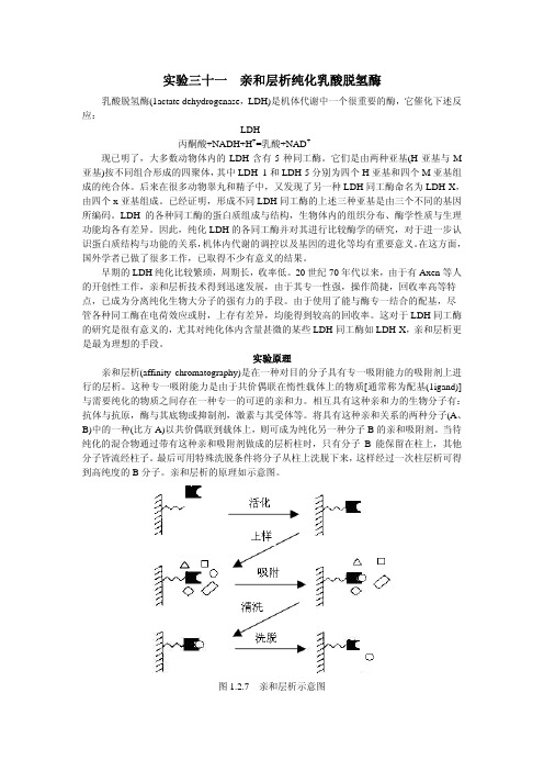 实验三十一亲和层析纯化乳酸脱氢酶