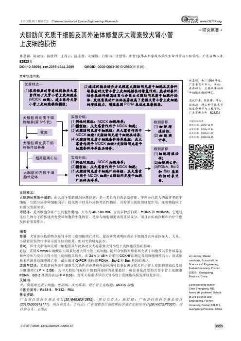 犬脂肪间充质干细胞及其外泌体修复庆大霉素致犬肾小管上皮细胞损伤