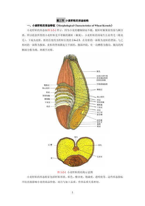 第二章 第三节 小麦籽粒的形态结构
