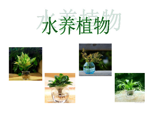 《水培植物》课件