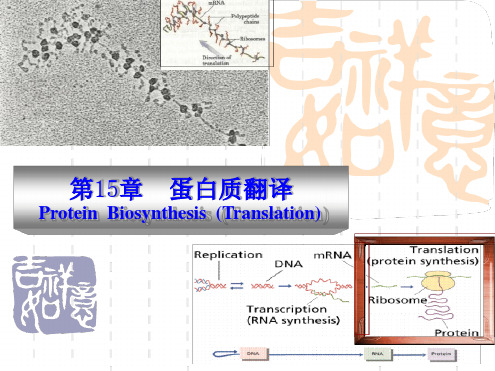 蛋白质翻译及翻译后修饰