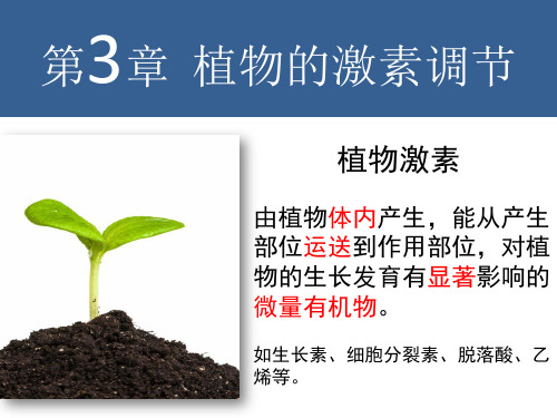 植物生长素的发现(公开课实用版).ppt