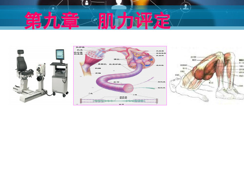 肌力的评定  ppt课件