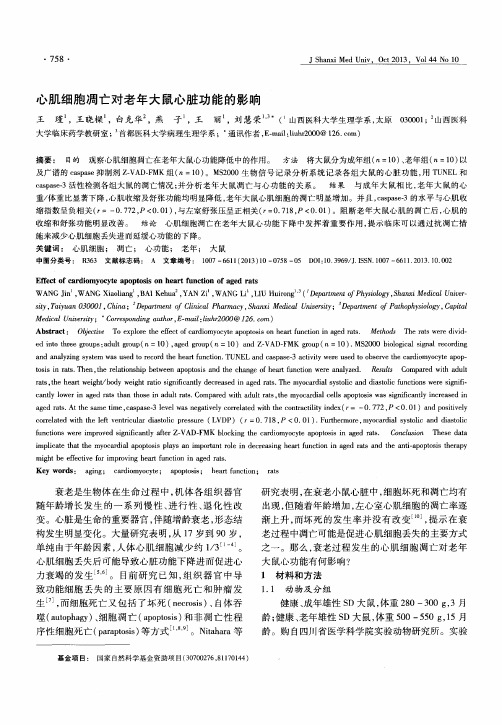 心肌细胞凋亡对老年大鼠心脏功能的影响