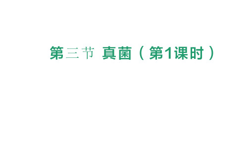 第三节 真菌 课件-人教版七年级上册(2024)生物