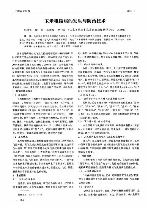 玉米粗缩病的发生与防治技术