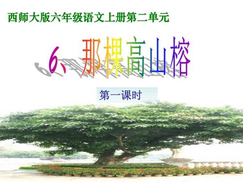 西师大版小学六年级语文上册·6.《那棵高山榕》第一课时 PPT