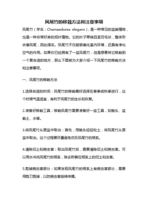 凤尾竹的移栽方法和注意事项