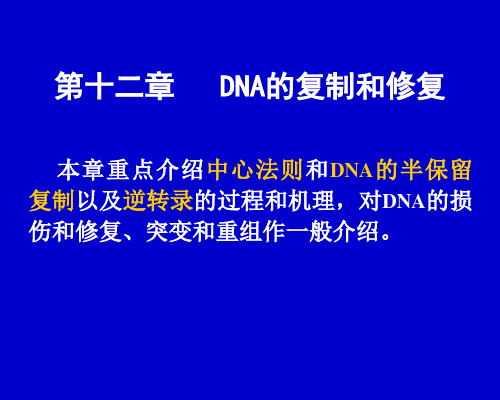 12 DNA的复制和修复