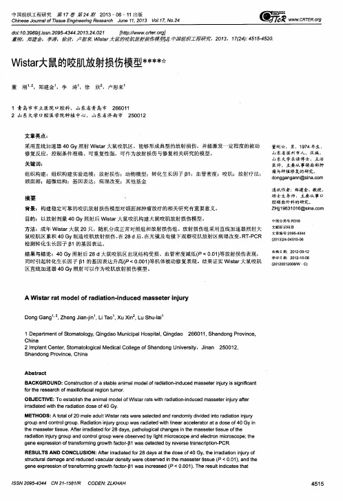 Wistar大鼠的咬肌放射损伤模型