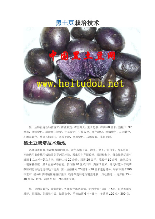 黑土豆栽培技术