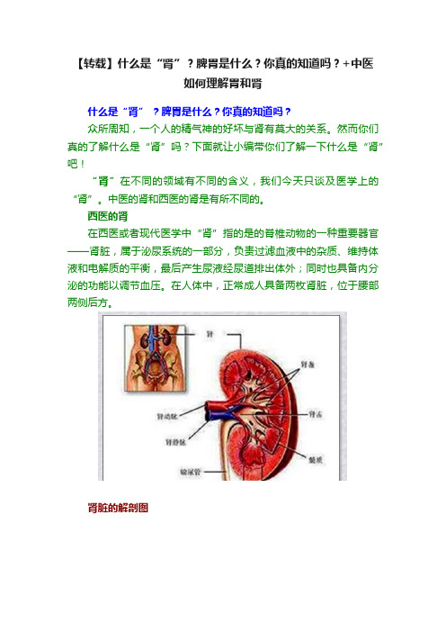 【转载】什么是“肾”？脾胃是什么？你真的知道吗？+中医如何理解胃和肾