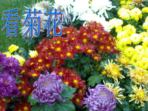 苏教版一年级语文《看菊花》课件_图文