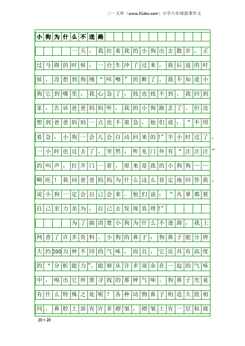 小学六年级叙事作文：小狗为什么不迷路