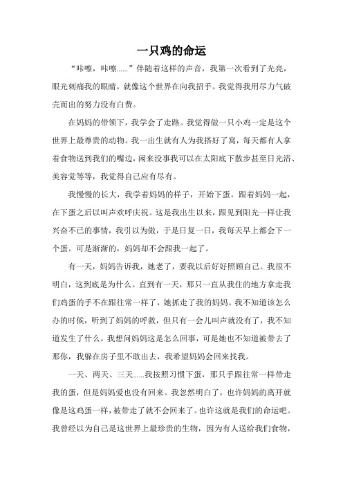 一只鸡的命运